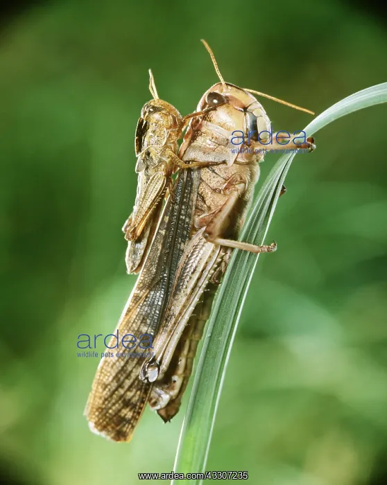 : MIGRATORY LOCUST - two : MIGRATORY LOCUST - two