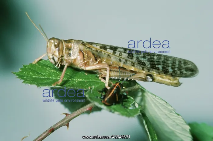 : Migratory Locust - adult & nymph : Migratory Locust - adult & nymph
