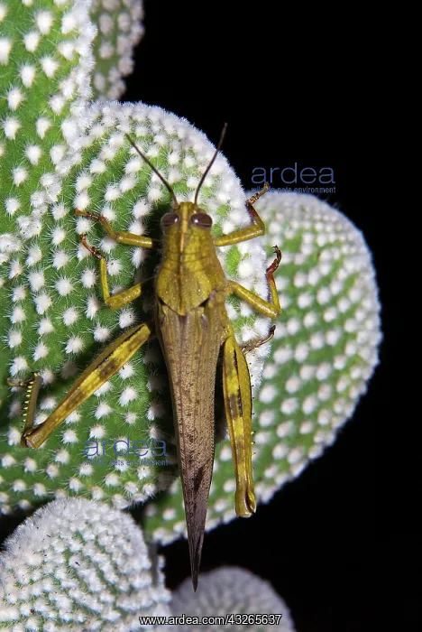 : Migratory locust (Locusta migratoria) (Tettigoniidae) : Migratory locust (Locusta migratoria) (Tettigoniidae)