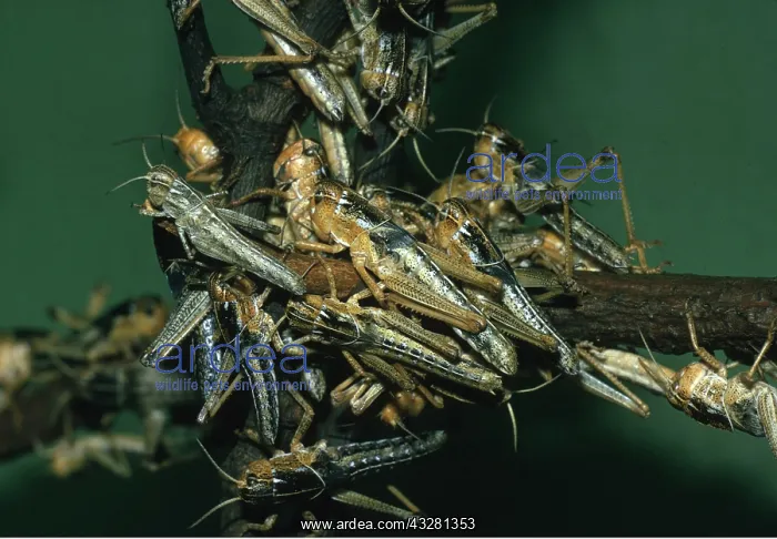 : Migratory LOCUST - mass on branch : Migratory LOCUST - mass on branch