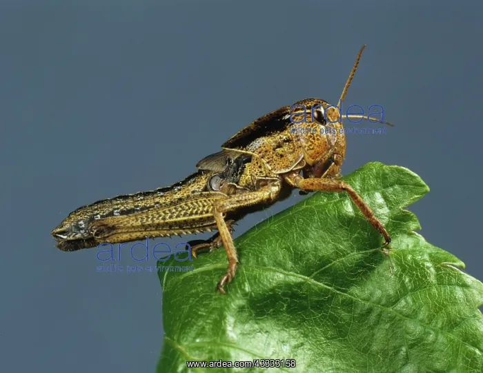 : Migratory locust nymph : Migratory locust nymph