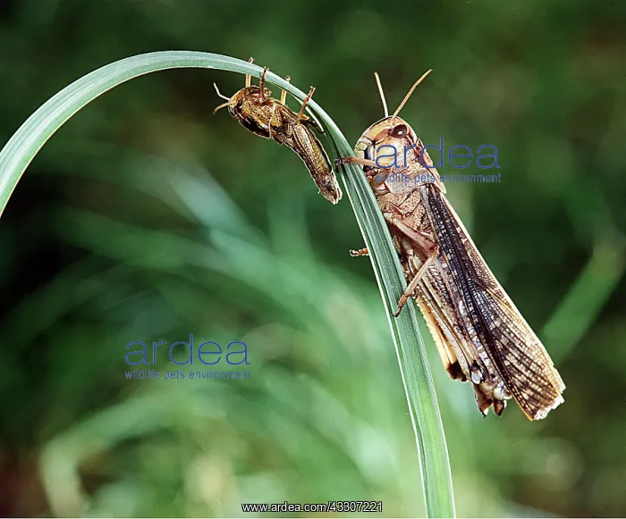 : MIGRATORY LOCUST & young : MIGRATORY LOCUST & young