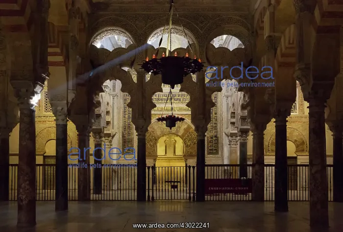 : The Mihrab (prayer niche in a Moorish mosque) : The Mihrab (prayer niche in a Moorish mosque)