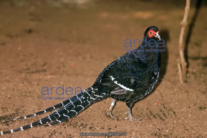 : Mikado Pheasant - Male : Mikado Pheasant - Male