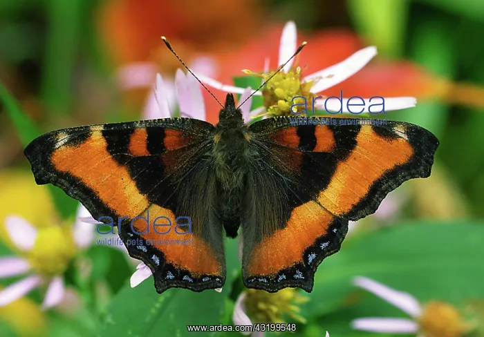  : Milbert's Tortoiseshell
