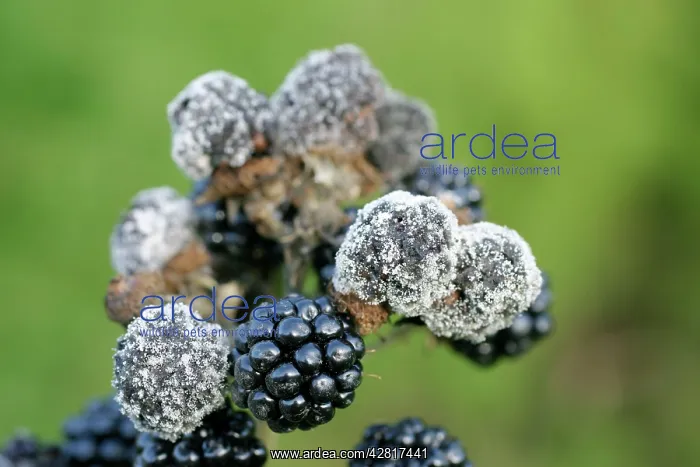 : MILDEW - on cluster of blackberries : MILDEW - on cluster of blackberries