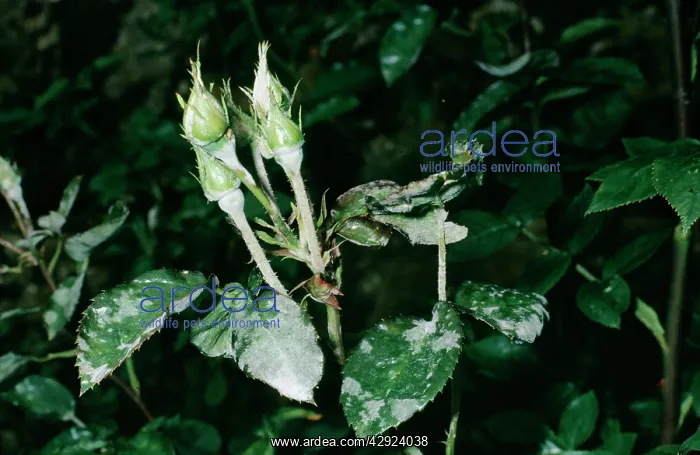  : Mildew Disease