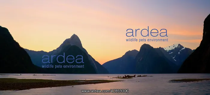  : Milford Sound - with landmark Mitre Peak and surrounding
