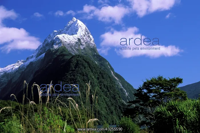 : Milford Sound, South Island, New Zealand : Milford Sound, South Island, New Zealand