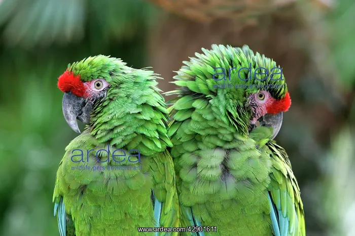 : Military Green Macaw : Military Green Macaw