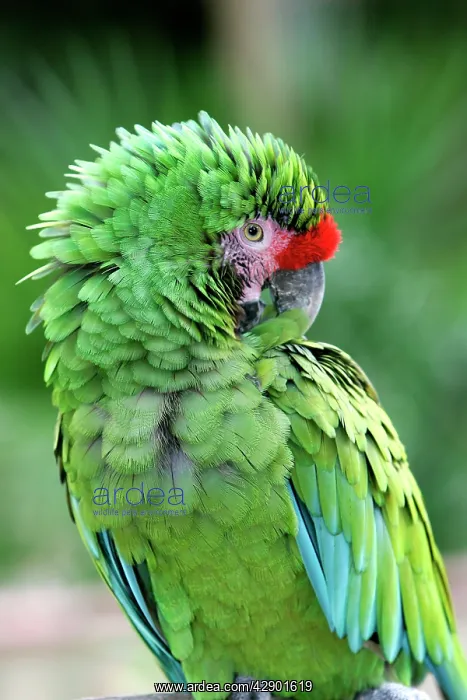 : Military Green Macaw : Military Green Macaw