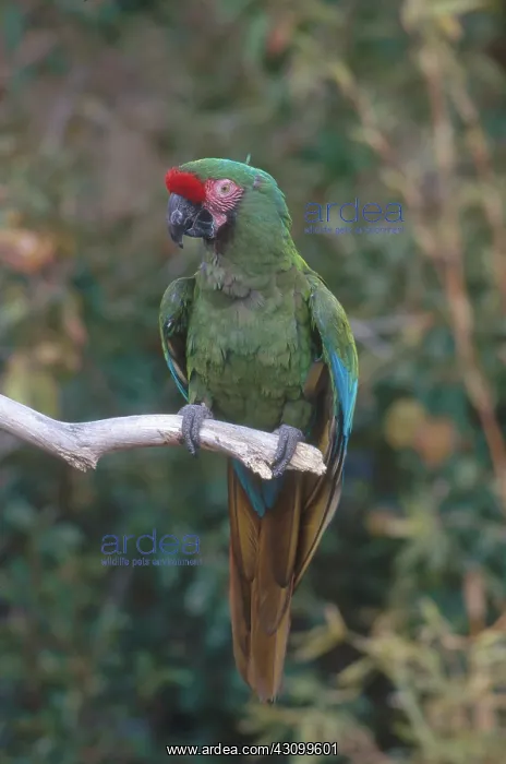  : Military Macaw