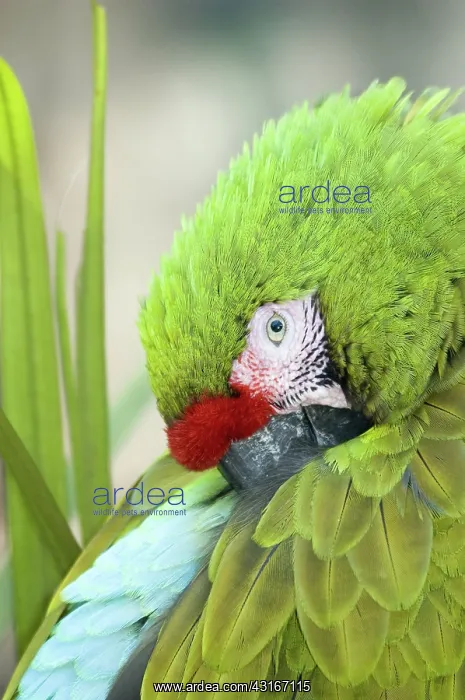 : Military Macaw : Military Macaw