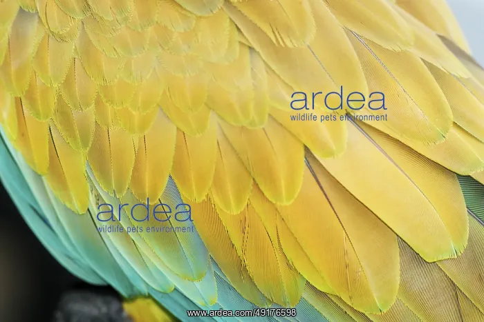 : Military macaw (Ara militaris) feathers : Military macaw (Ara militaris) feathers