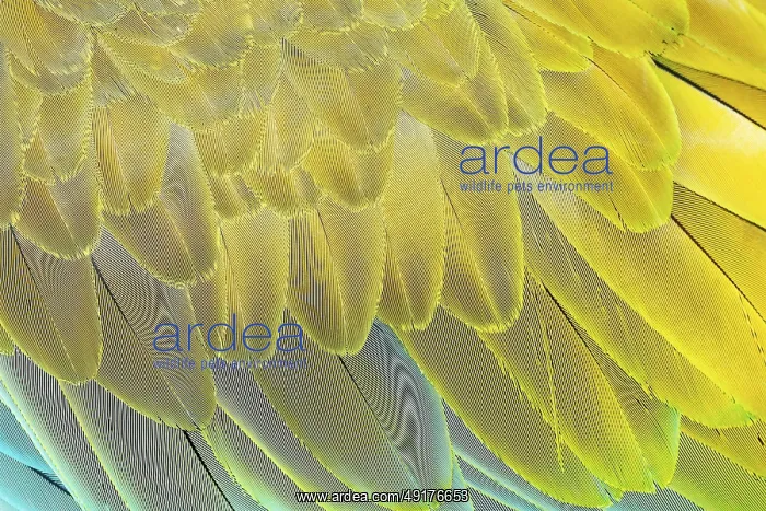 : Military macaw (Ara militaris) feathers : Military macaw (Ara militaris) feathers