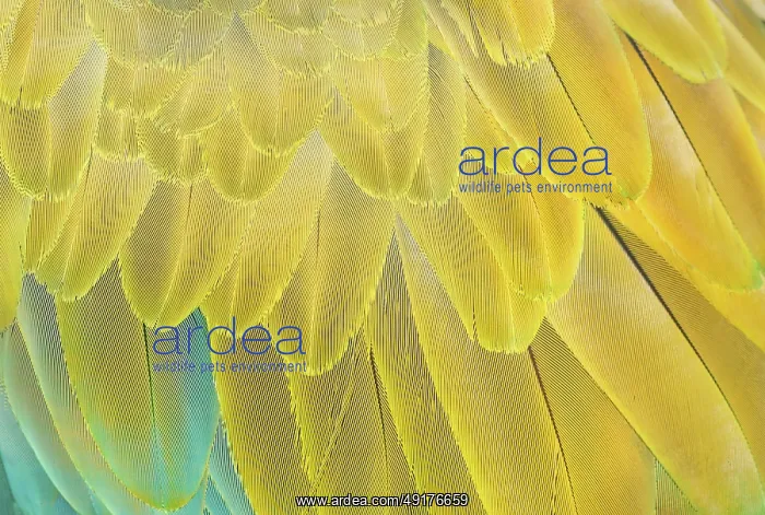 : Military macaw (Ara militaris) feathers : Military macaw (Ara militaris) feathers