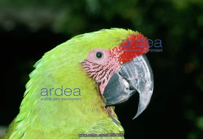 : Military MACAW - Close up of head : Military MACAW - Close up of head