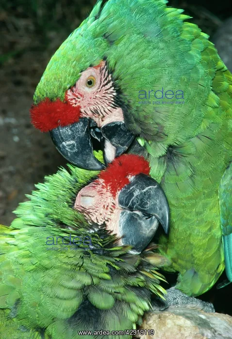 : Military Macaw - Mutual preening : Military Macaw - Mutual preening