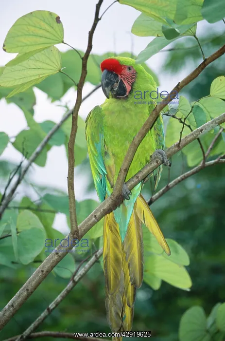 : Military MACAW - perched on branch : Military MACAW - perched on branch