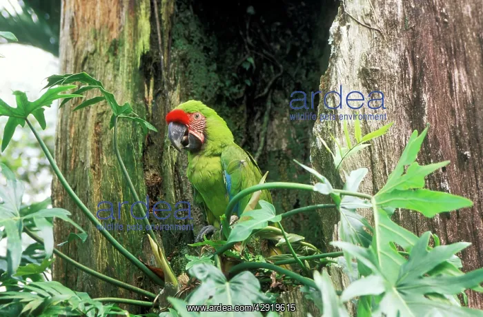 : Military MACAW - perched in tree : Military MACAW - perched in tree