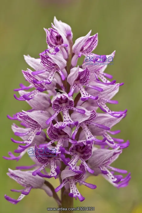  : Military and Monkey Orchid Hybrid