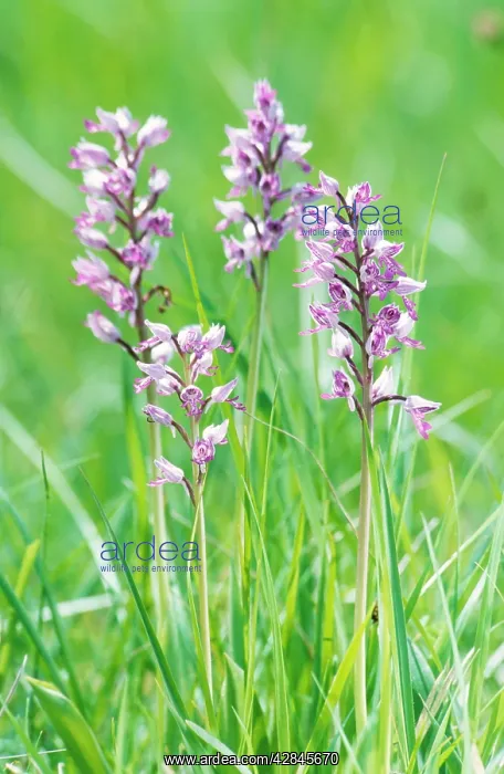 : Military Orchid : Military Orchid