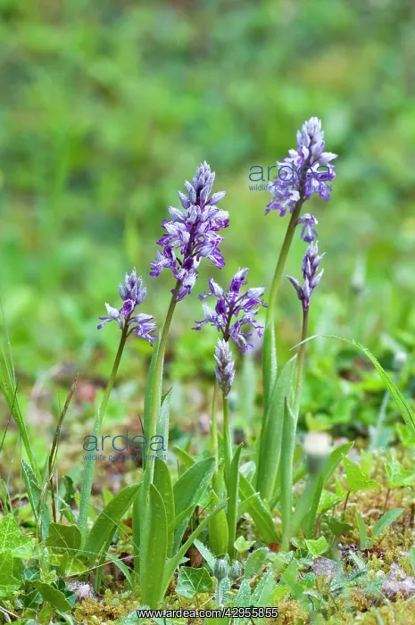: Military Orchid : Military Orchid