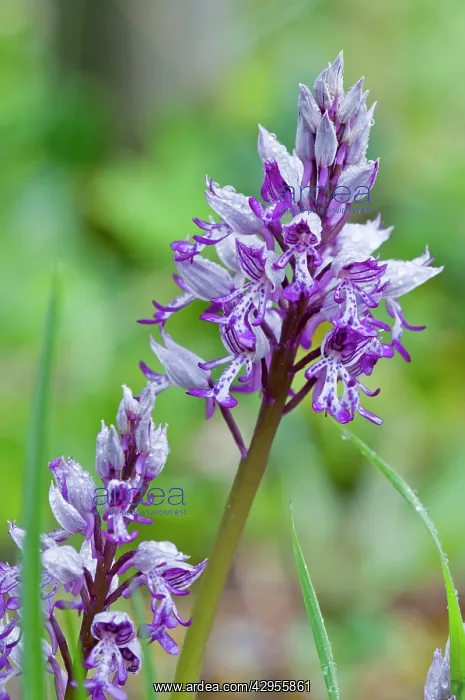 : Military Orchid : Military Orchid