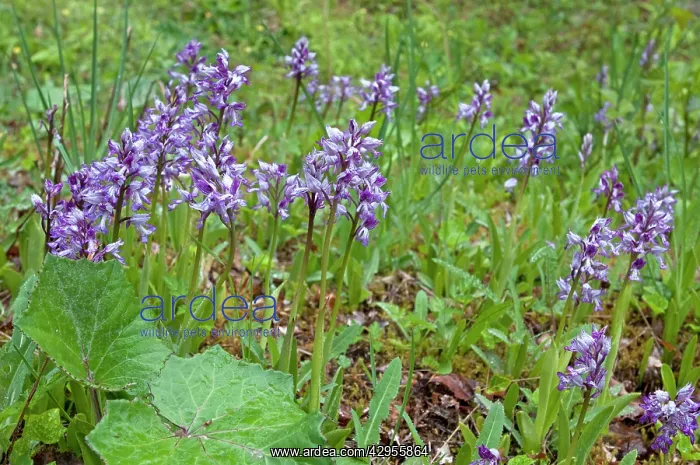 : Military Orchid : Military Orchid