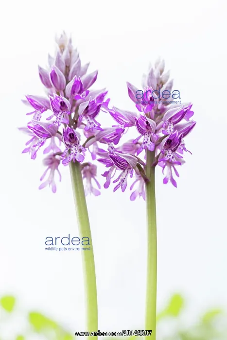 : Military Orchid : Military Orchid