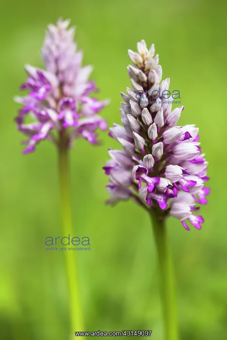  : Military Orchid