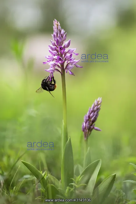 : Military Orchid : Military Orchid