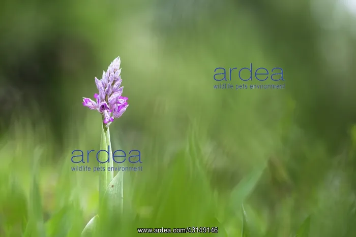 : Military Orchid : Military Orchid