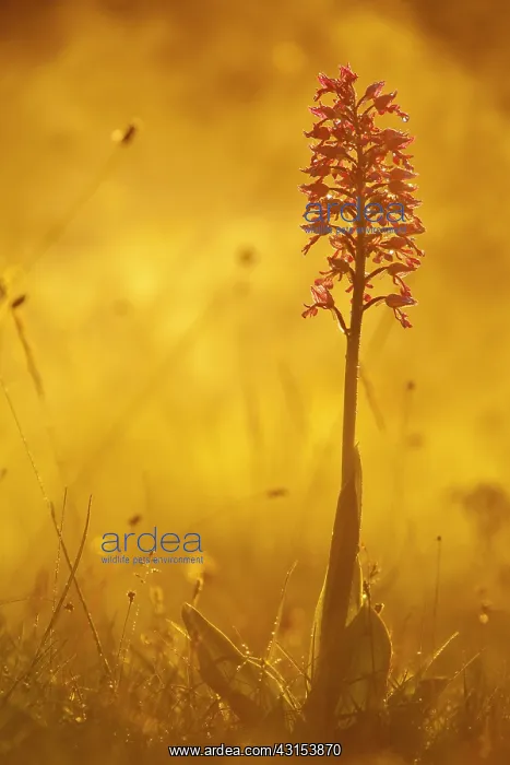 : Military Orchid : Military Orchid