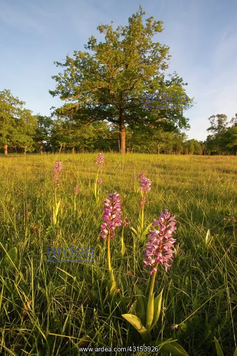 : Military Orchid : Military Orchid
