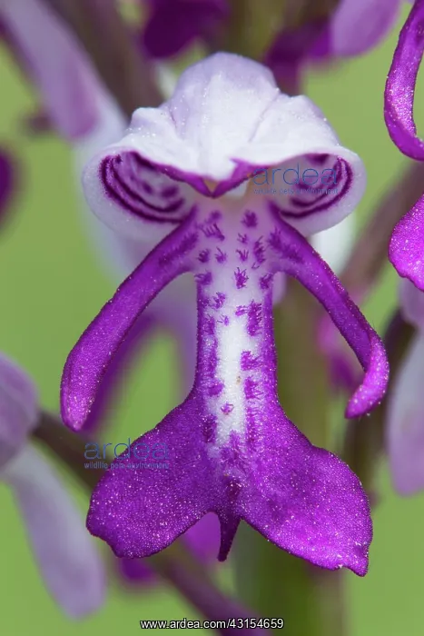 : Military Orchid : Military Orchid