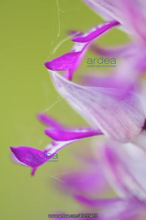 : Military Orchid : Military Orchid