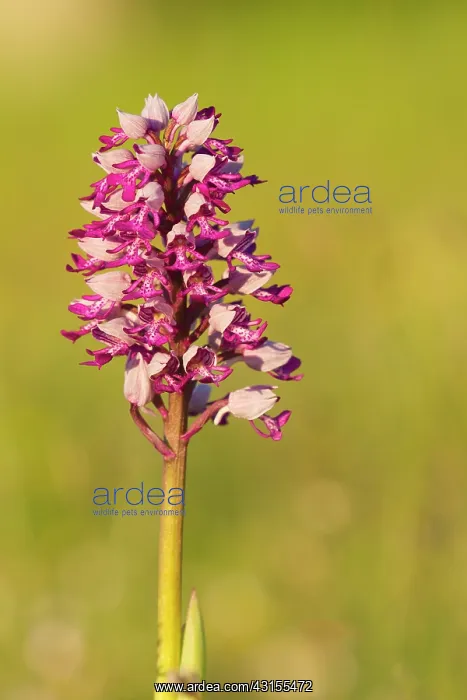 : Military Orchid : Military Orchid