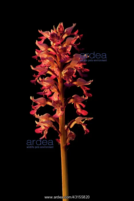 : Military Orchid : Military Orchid