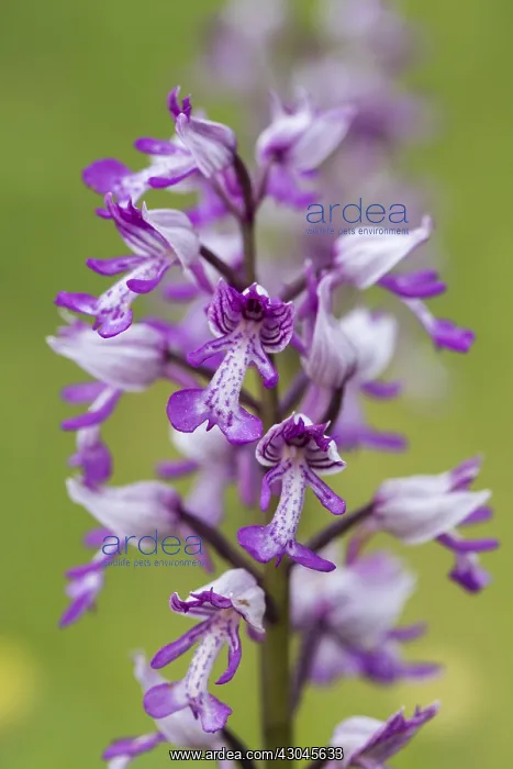 : Military Orchid - Cambridgeshire - UK : Military Orchid - Cambridgeshire - UK