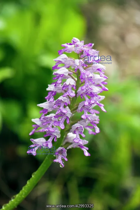 : Military orchid - close up of flower : Military orchid - close up of flower