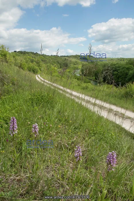 : Military orchid (Orchis militaris), Small Group : Military orchid (Orchis militaris), Small Group