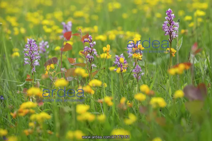 : Military orchid (Orchis militaris), Small Group : Military orchid (Orchis militaris), Small Group