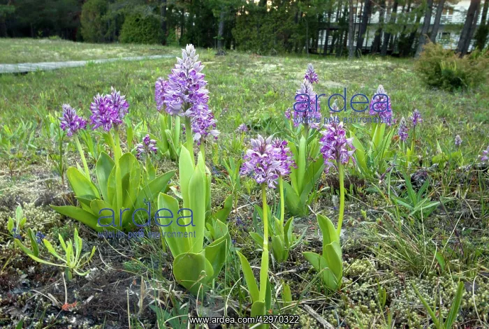 : Military Orchid or Soldier Orchid : Military Orchid or Soldier Orchid