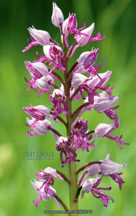 : Military / Soldier Orchid : Military / Soldier Orchid