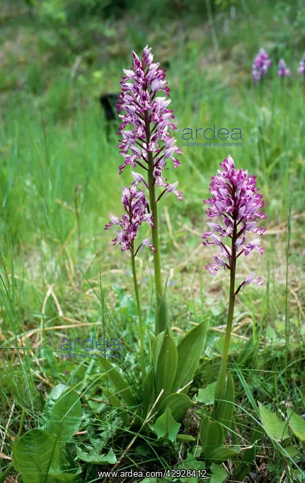  : Military  /  Soldier Orchid - rare in UK