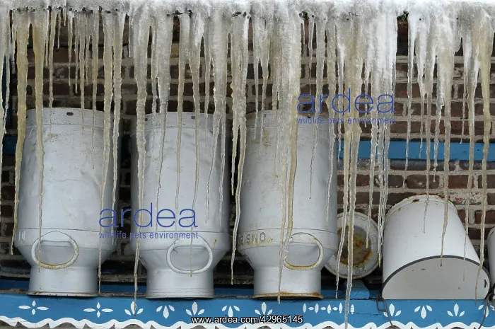 : Milk cans with icicles : Milk cans with icicles