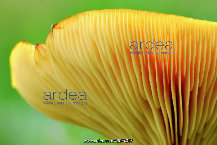 : Milk Cap. Close up of underside of Milk Cap (Lactarius helvus) : Milk Cap. Close up of underside of Milk Cap (Lactarius helvus)