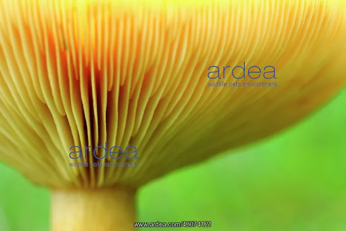 : Milk Cap. Bottom of Milk Cap (Lactarius helvus) : Milk Cap. Bottom of Milk Cap (Lactarius helvus)