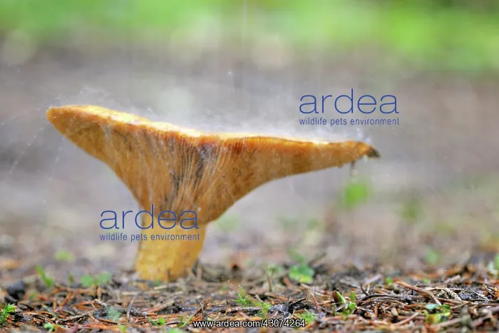  : Milk Cap (Lactarius helvus) in the rain